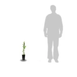 Clématite Montana Starlet® White Perfume 'fpdw2009/pot De 1,5l -Terre et Verdure 646714cc268b07.43074518