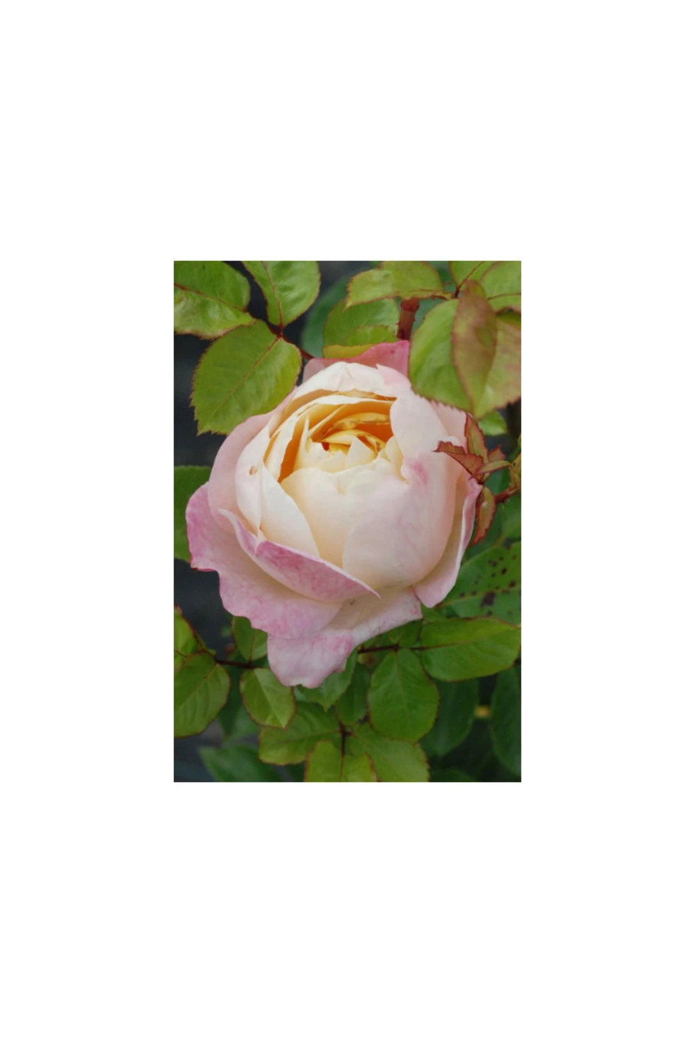 Rosier 'isabelle Autissier' ? - 5l 3 Rosier 'isabelle Autissier' ? - 5l