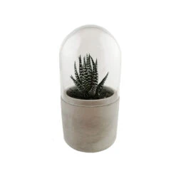 Mini Kit Terrarium Succulente Vert/blanc 5 Mini Kit Terrarium Succulente Vert/blanc -Terre et Verdure 64763e27c99830.36427426