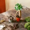 Kit Terrarium Diy 2 Plantes -Terre et Verdure 64773f0468fe03.40903666
