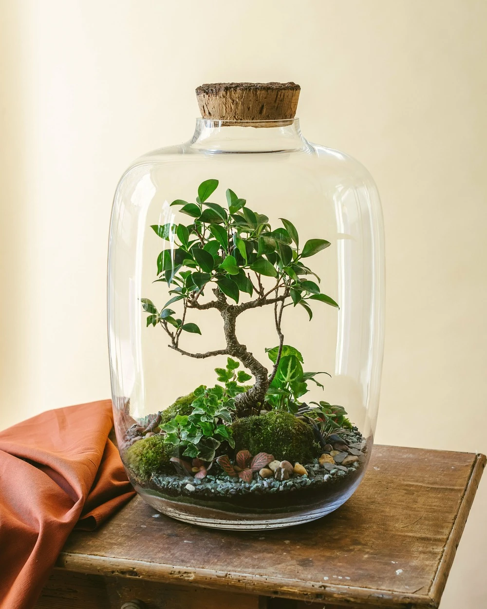 Balangan - Terrarium Xxl 3 Balangan - Terrarium Xxl