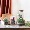 Kit Terrarium Diy - Napoli -Terre et Verdure 64773f08914769.86486004