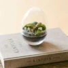 Mini Bohol - Terrarium Xs -Terre et Verdure 64773f0bcd4a10.43137828