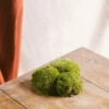 Mousse Boule - Terrariums -Terre et Verdure 64773f0e765f32.49366980
