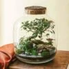 Rio - Terrarium Xxl -Terre et Verdure 64773f105b7d34.58915606