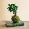 Kokedama - Ficus Microcarpa -Terre et Verdure 64773f1261e6d7.97632019