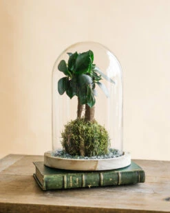 Kokedama - Ficus Microcarpa -Terre et Verdure 64773f126ae191.42345436