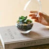 Kit Terrarium Diy - Mini Bohol -Terre et Verdure 64773f1454ab33.80995835