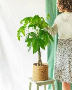 Plante D'intérieur - Grand Pachira 65cm