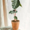 Plante D'intérieur - Alocasia Pink Dragon 25cm -Terre et Verdure 64773f206f7674.56265228