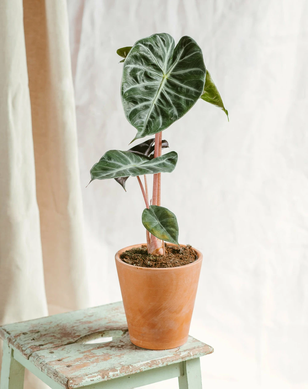 Plante D'intérieur - Alocasia Pink Dragon 25cm 3 Plante D'intérieur - Alocasia Pink Dragon 25cm