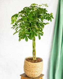 Plante D'intérieur - Schefflera Xl 90cm -Terre et Verdure 64773f281040c4.65547906