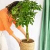 Plante D'intérieur - Schefflera Xl 90cm -Terre et Verdure 64773f281d39e9.77998372