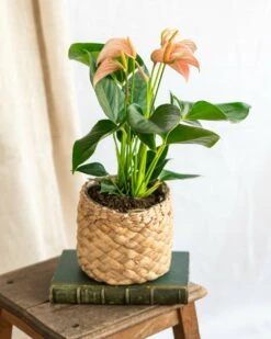 Plante D'intérieur - Anthurium Pêche 40cm