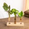 Plante D'intérieur - Trio De Mini Plantes En Hydroculture Sur Socle 11cm -Terre et Verdure 64773f32ed4b83.14704554