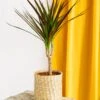 Plante D'intérieur - Dracaena Marginata Magenta 55cm -Terre et Verdure 64773f46ced259.78340686