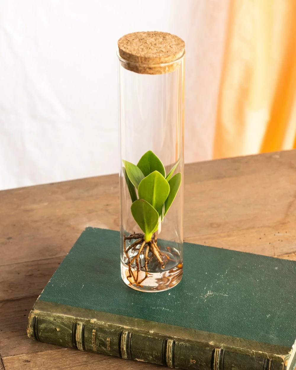 Plante D'intérieur - Petit Clusia En Hydroculture Et Son Tube En Verre 15cm 3 Plante D'intérieur - Petit Clusia En Hydroculture Et Son Tube En Verre 15cm