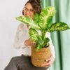 Plante D'intérieur - Dieffenbachia Compacta 60cm -Terre et Verdure 64773f4b2a3af9.77568260