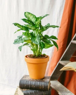 Plante D'intérieur - Dieffenbachia Compacta 60cm 5 Plante D'intérieur - Dieffenbachia Compacta 60cm -Terre et Verdure 64773f4b313d88.71913797
