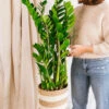 Plante D'intérieur - Zamioculcas Zamifiolias Xl 95cm -Terre et Verdure 64773f4c64f483.27363152