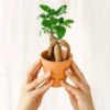 Plante D'intérieur - Mini Ficus Ginseng Microcarpa (d06) 12cm -Terre et Verdure 64773f552ccb88.07706598