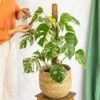 Plante D'intérieur - Monstera Deliciosa Variegata Xl 80cm -Terre et Verdure 64773f5ba00707.30193175