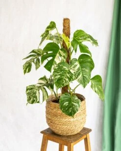 Plante D'intérieur - Monstera Deliciosa Variegata Xl 80cm -Terre et Verdure 64773f5ba4fa07.43501914
