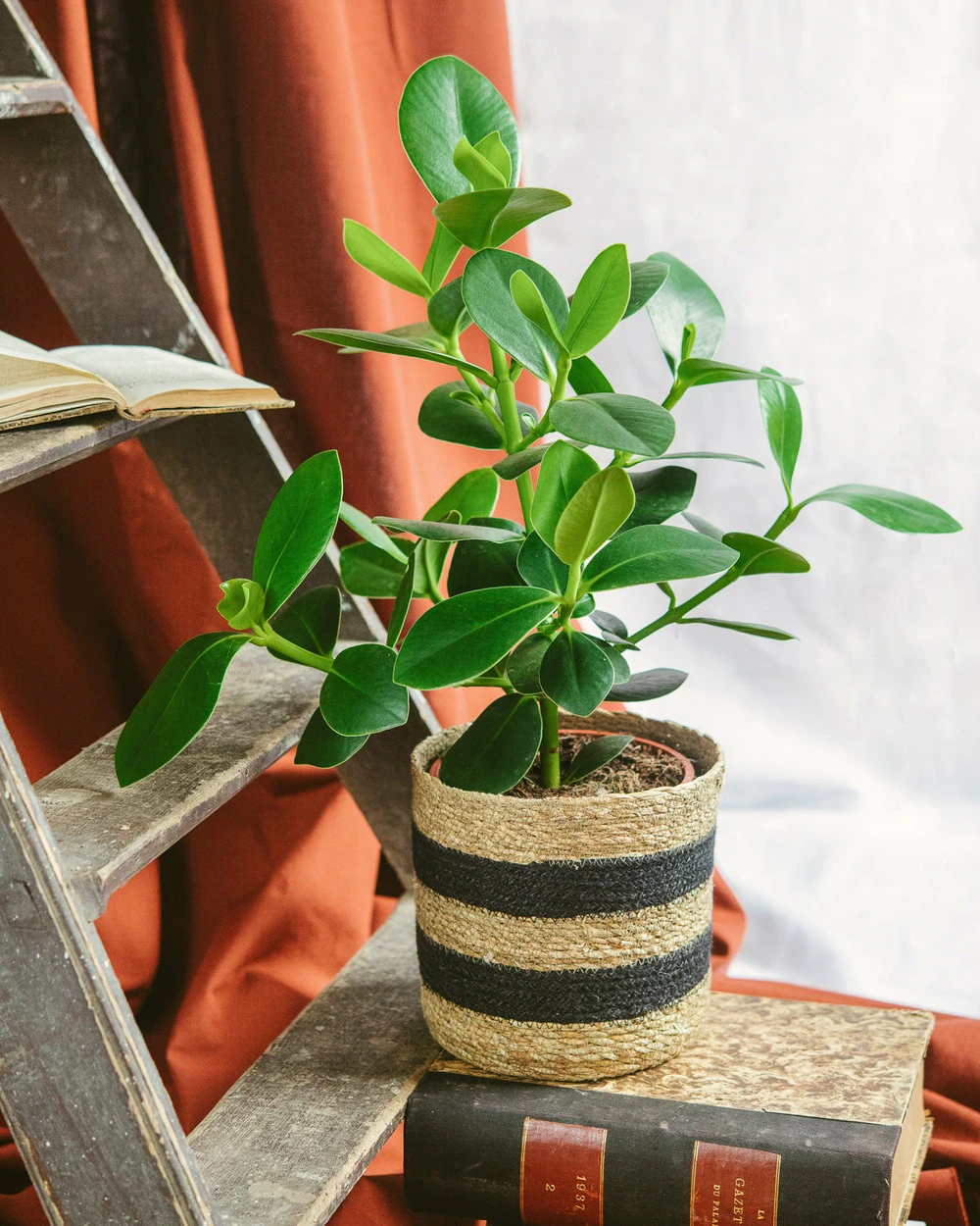 Plante D'intérieur - Clusia Princess L 60cm 3 Plante D'intérieur - Clusia Princess L 60cm