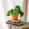 Plante D'intérieur - Philodendron Scandens Brazil M 10cm -Terre et Verdure 64773f691e5d48.52018194