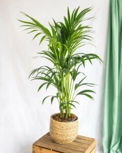 Plante D'intérieur - Kentia Howea Xl 80cm -Terre et Verdure 64773f6add0451.74028306