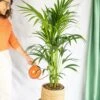 Plante D'intérieur - Kentia Howea Xl 80cm 1 Plante D'intérieur - Kentia Howea Xl 80cm -Terre et Verdure 64773f6ae211e4.58975590
