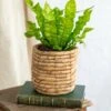 Plante D'intérieur - Asplenium Crispy Wave 20cm -Terre et Verdure 64773f6f1a29d8.31794298