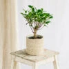 Plante D'intérieur - Bonsaï Retusa 5 Ans D'age 30cm -Terre et Verdure 64773f724c3885.50747497