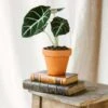 Plante D'intérieur - Alocasia Black Velvet 35cm 1 Plante D'intérieur - Alocasia Black Velvet 35cm -Terre et Verdure 64773f75cd17b5.92933009