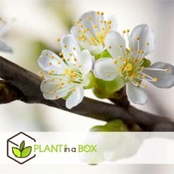 3 Pommes Différentes Sur 1 Arbre - Pot 17 Cm - Hauteur 60-70cm -Terre et Verdure 6478b275eb1777.08001142