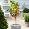 3 Pommes Différentes Sur 1 Arbre - Pot 17 Cm - Hauteur 60-70cm -Terre et Verdure 6478b275f034b3.42805714