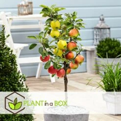 3 Pommes Différentes Sur 1 Arbre - Pot 17 Cm - Hauteur 60-70cm -Terre et Verdure 6478b276016da1.99677535