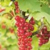 Groseillier à Grappes 'london Market' - Ribes Rubrum 1,5l