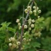 Groseillier à Grappes 'versaillaise Blanche' - Ribes Rubrum 1,5l -Terre et Verdure 6478c451a00045.22070948