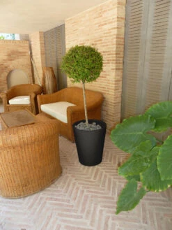 Pot De Fleurs Gerbera ø50x59,5cm - Anthracite 7 Pot De Fleurs Gerbera ø50x59,5cm - Anthracite -Terre et Verdure 6478c7f4b074b2.90633905