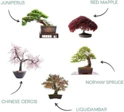 Mini Kit Prêt à Pousser Bonsai -Terre et Verdure 6478c8124b1732.85446873