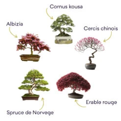 Kit Bonsaï Premium Prêt à Pousser -Terre et Verdure 6478c81329b750.65904913