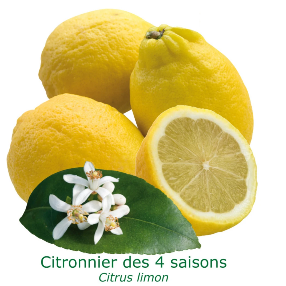 Citronnier Des 4 Saisons "citrus Limon" Tailles:pot De 9 Litres, Hauteur 80/100 Cm 3 Citronnier Des 4 Saisons "citrus Limon" Tailles:pot De 9 Litres, Hauteur 80/100 Cm