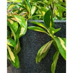 Pot à Fleurs Waste Smooth 35x34 Cm Gris -Terre et Verdure 6479895f489579.99814901