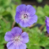 Geranium Vivace 'rozanne' ? - 3l 2 Geranium Vivace 'rozanne' ? - 3l -Terre et Verdure 6479e0d6191ae9.06812882