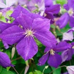 Clématite 'jackmanii' - Clematis 3l -Terre et Verdure 647d2d29d53ba3.94892301