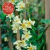 Jasmin étoilé Jaune - Trachelospermum Asiaticum 3l -Terre et Verdure 647d2d2b20bdd1.36561919