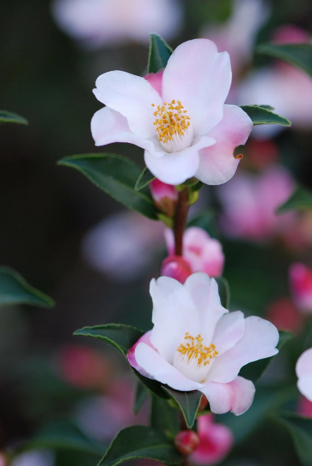 Camélia 'festival Of Lights' - 5l 3 Camélia 'festival Of Lights' - 5l