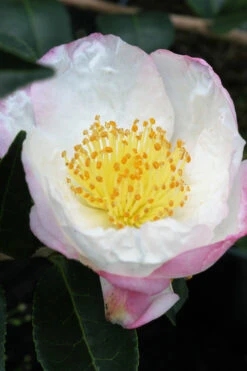 Camélia 'narumigata' - 4l