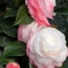 Camelia 'desire' - 4l -Terre et Verdure 6481c9dd08aa19.23895903